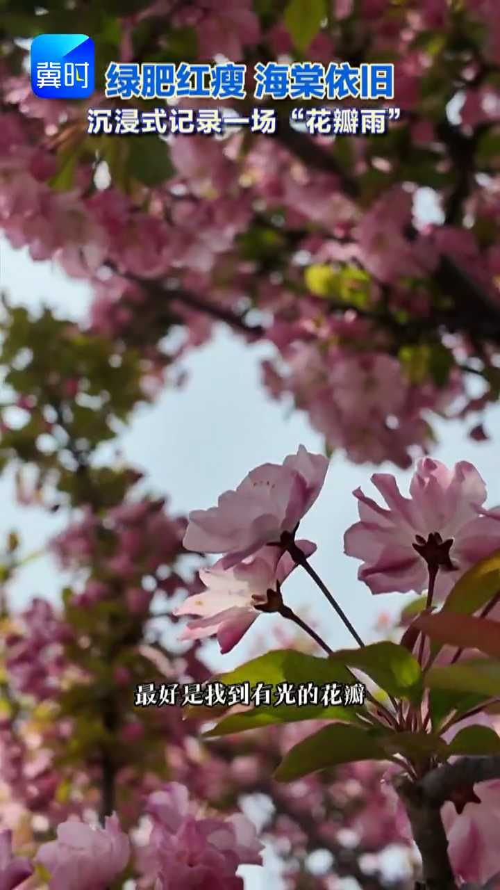 年复一年，海棠依旧！在春风中感受海棠之美#石家庄植物园 #中式美学
