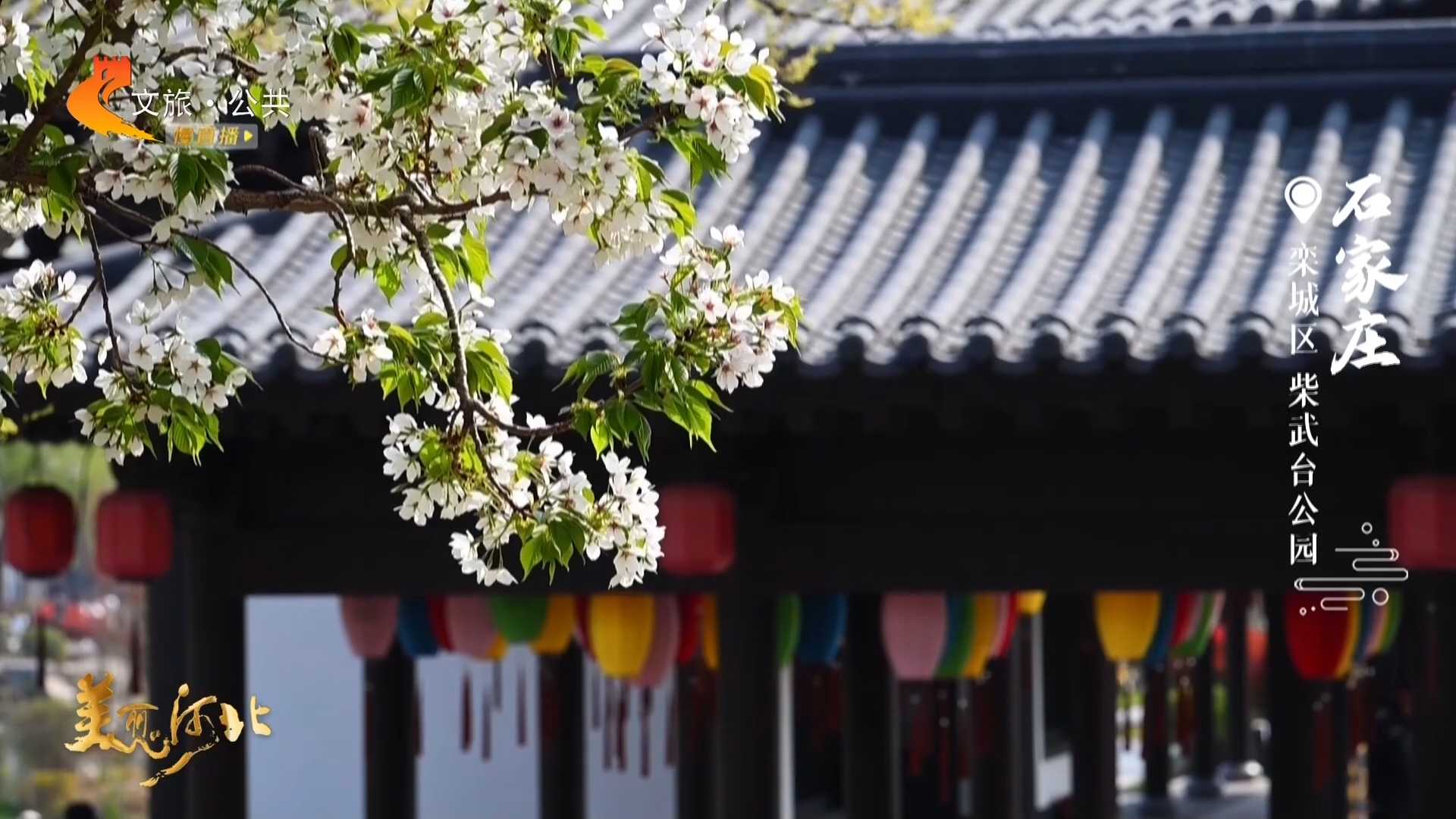 美丽河北见证官吴长新作品欣赏丨柴武台公园花色醉人，春意盈满园