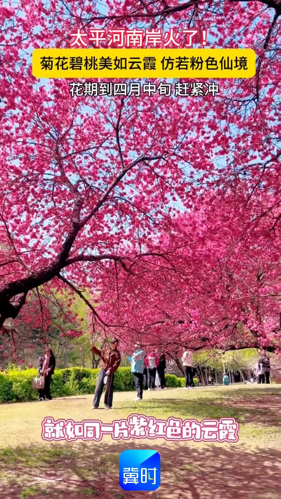 太平河南岸火了！菊花碧桃美如云霞，仿若粉色仙境~~花期到四月中旬赶紧冲！