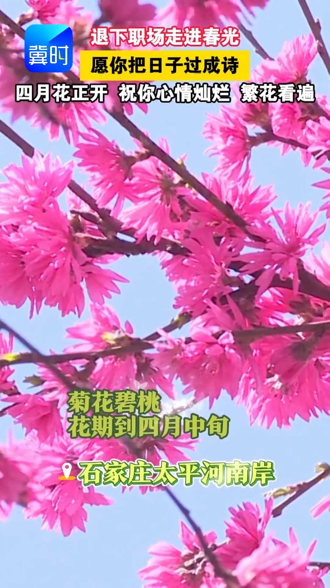 退下职场走进春光，愿你把日子过成诗，四月花正开，祝你心情灿烂，繁花看遍