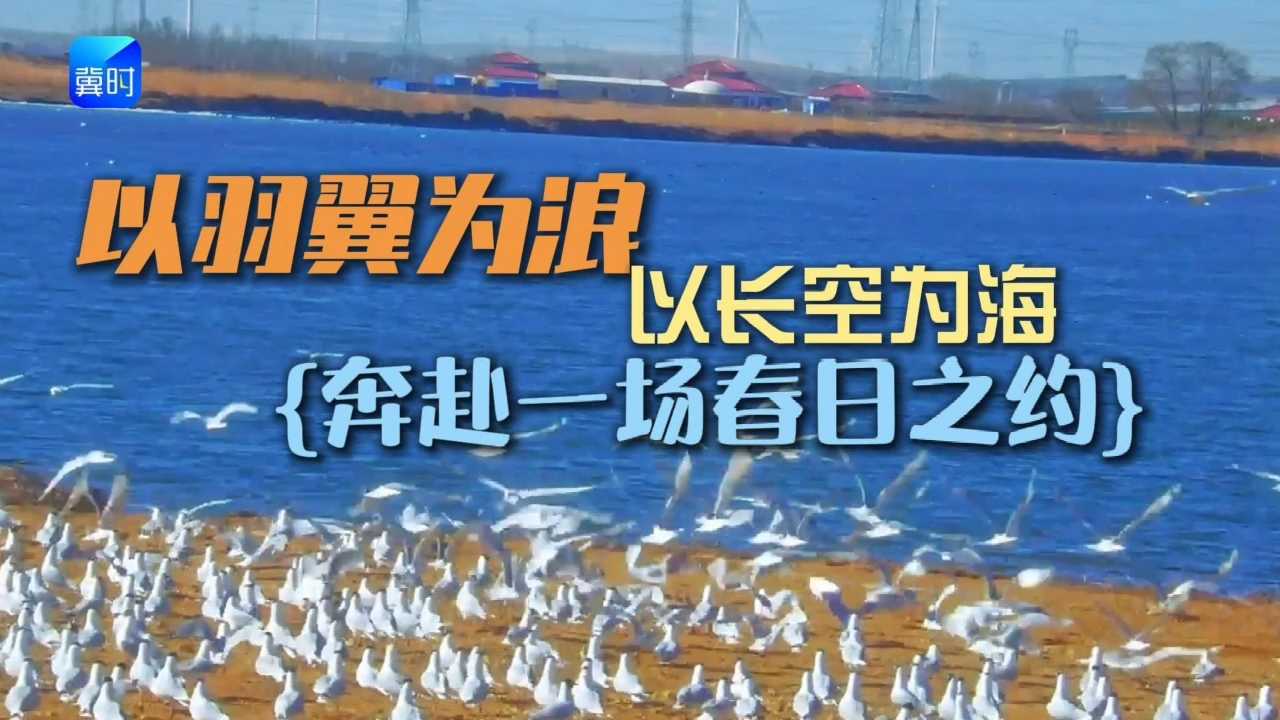 以羽翼为浪，以长空为海，奔赴一场春日之约