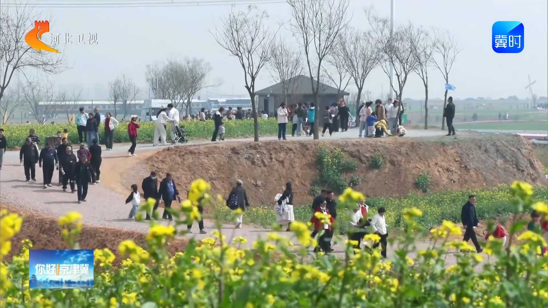 你好京津冀丨邢台沙河：万亩花海引客来 春日消费添活力