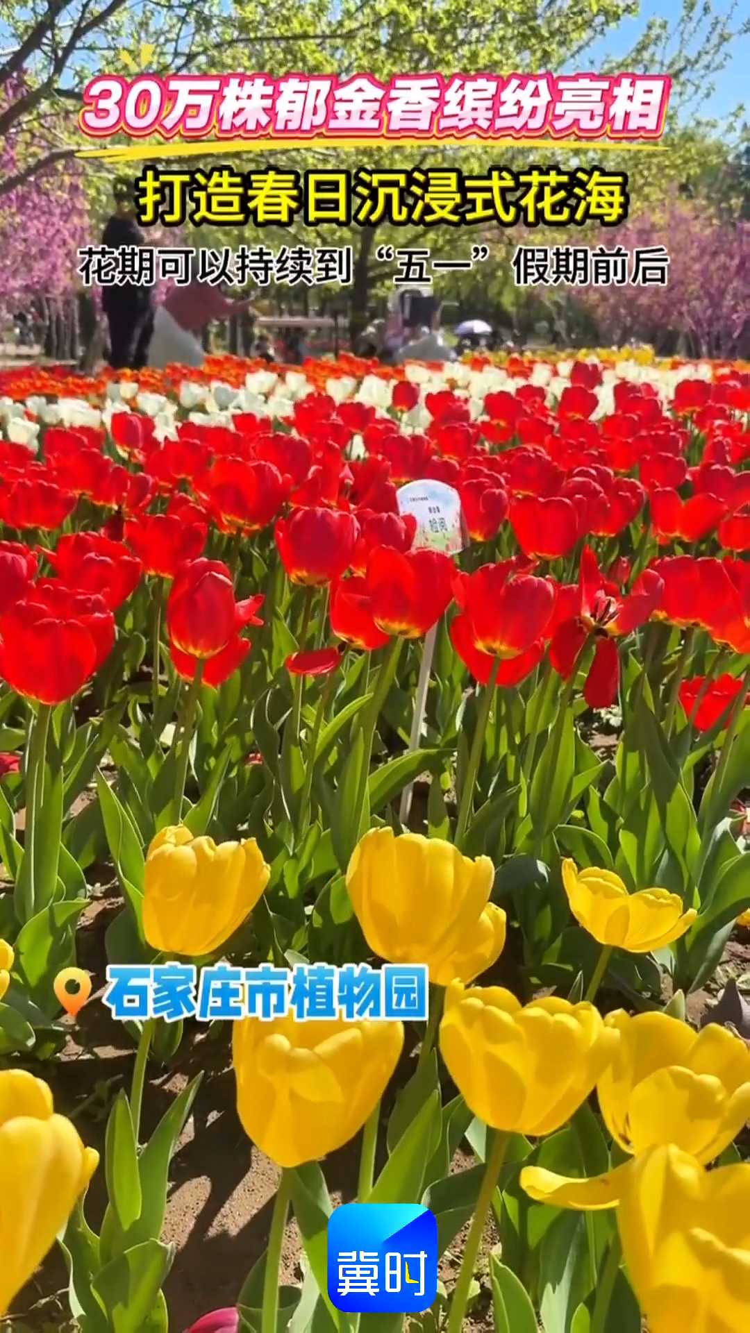 30万株郁金香缤纷亮相！打造春日沉浸式花海，花期可以持续到“五一”假期前后~~