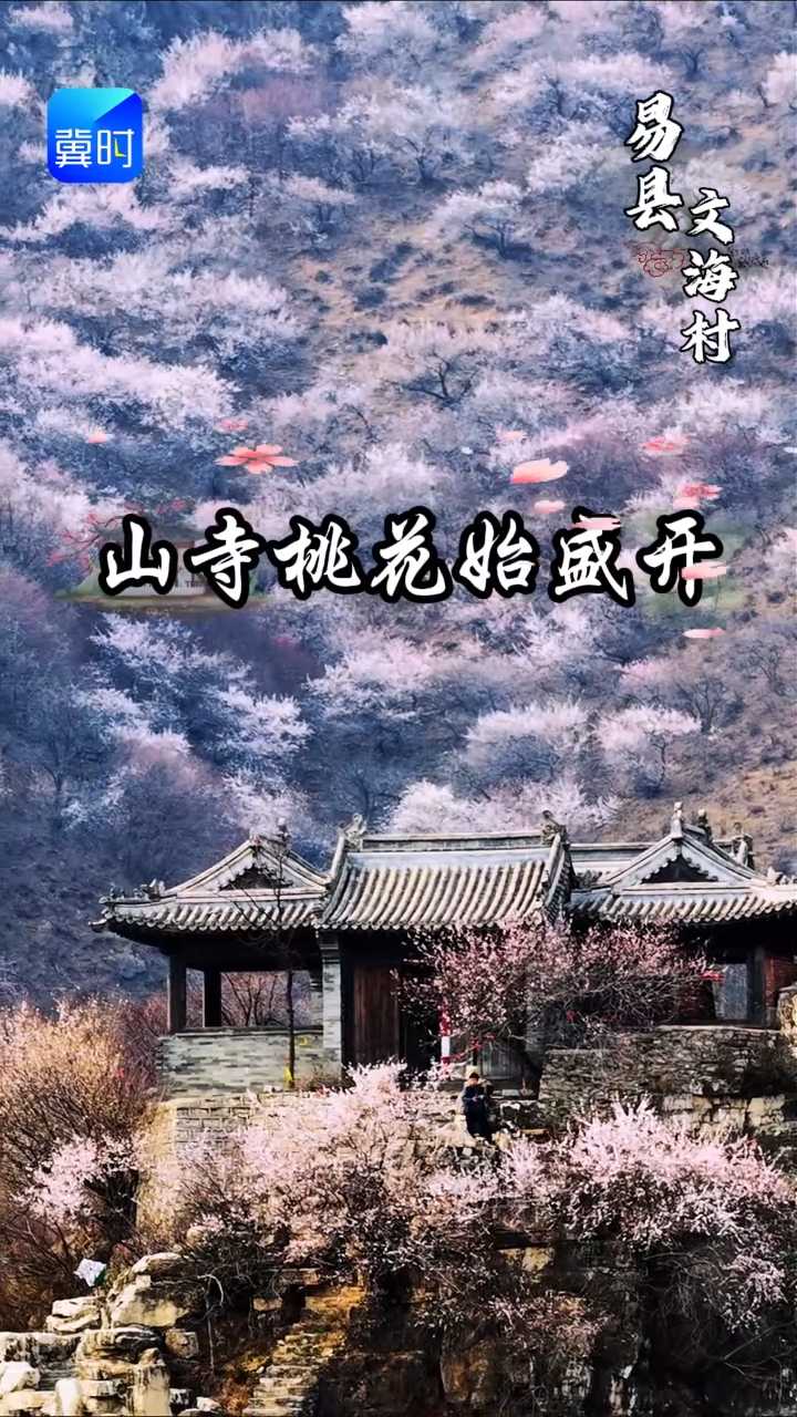 保定易县：奇峰古道藏桃源 文海桃花始盛开