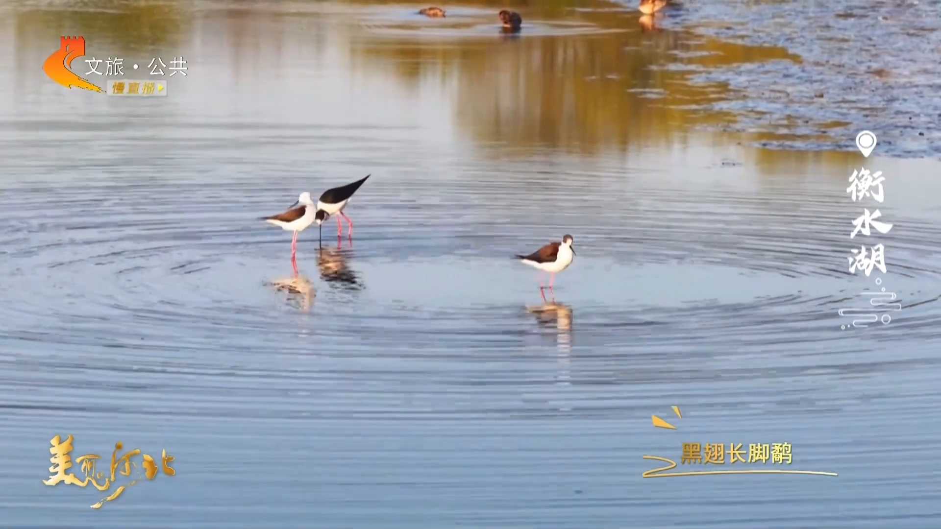 美丽河北见证官李明作品欣赏丨到衡水湖畔，邂逅春日精灵