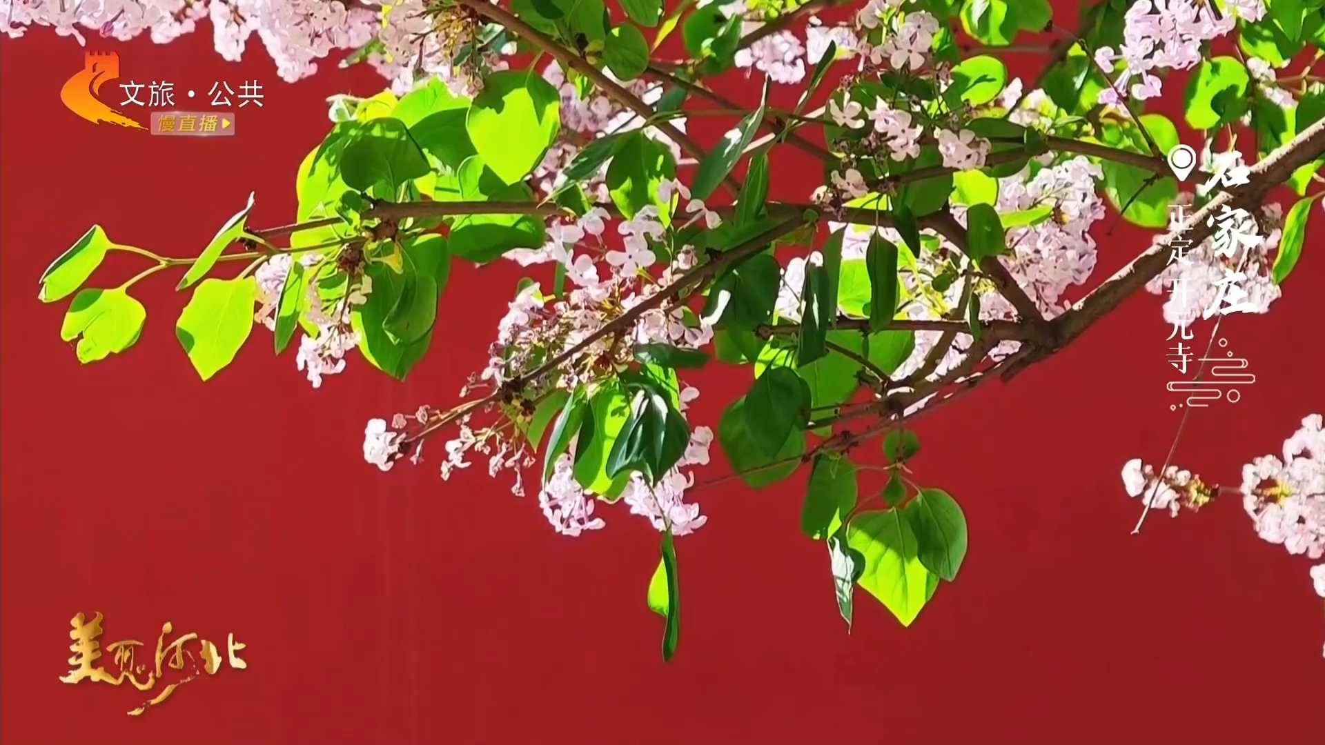 美丽河北见证官张文元作品欣赏丨春入开元寺，朱墙映繁花！