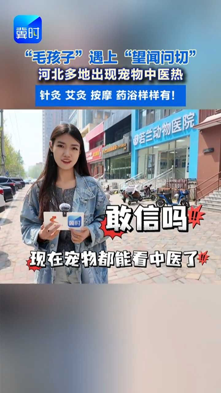 猫狗也能做针灸！你家宠物看过中医吗？#宠物 #中医理疗 #中医