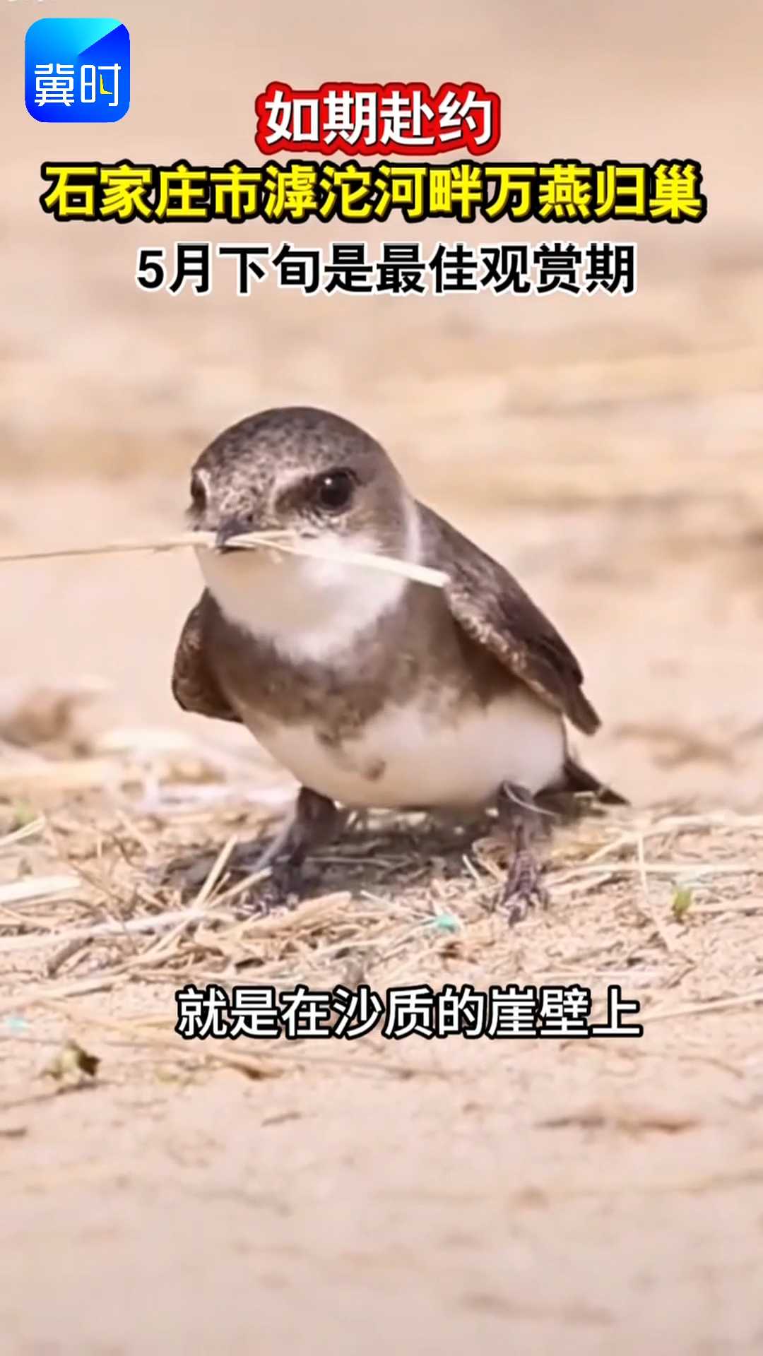 如期赴约！石家庄市滹沱河畔万燕归巢，5月下旬是最佳观赏期