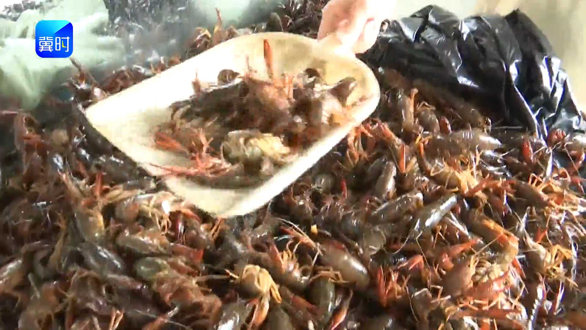 石家庄：小龙虾提前上市 价格同比低三成