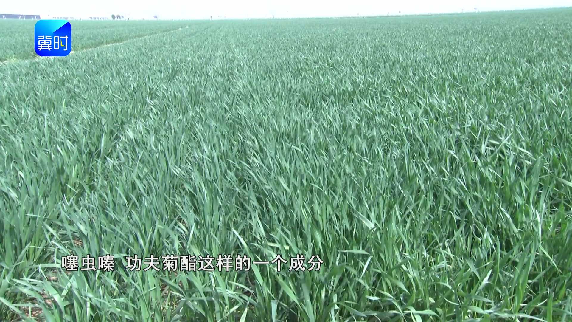 【专家在线】小麦一喷三防怎么配？病虫一防到底，稳产增产不用愁