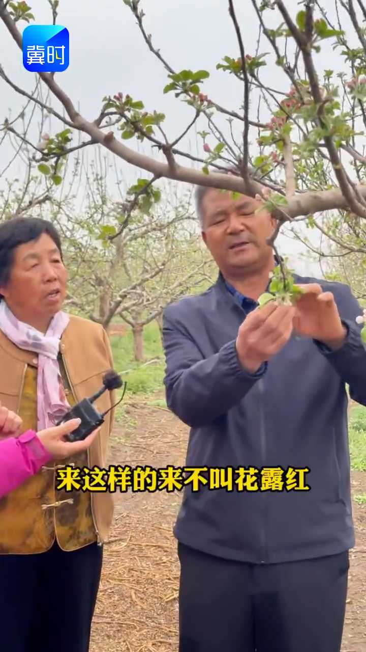 【专家在线】苹果打药效果差、果实品质低？问题出在露红期判断上