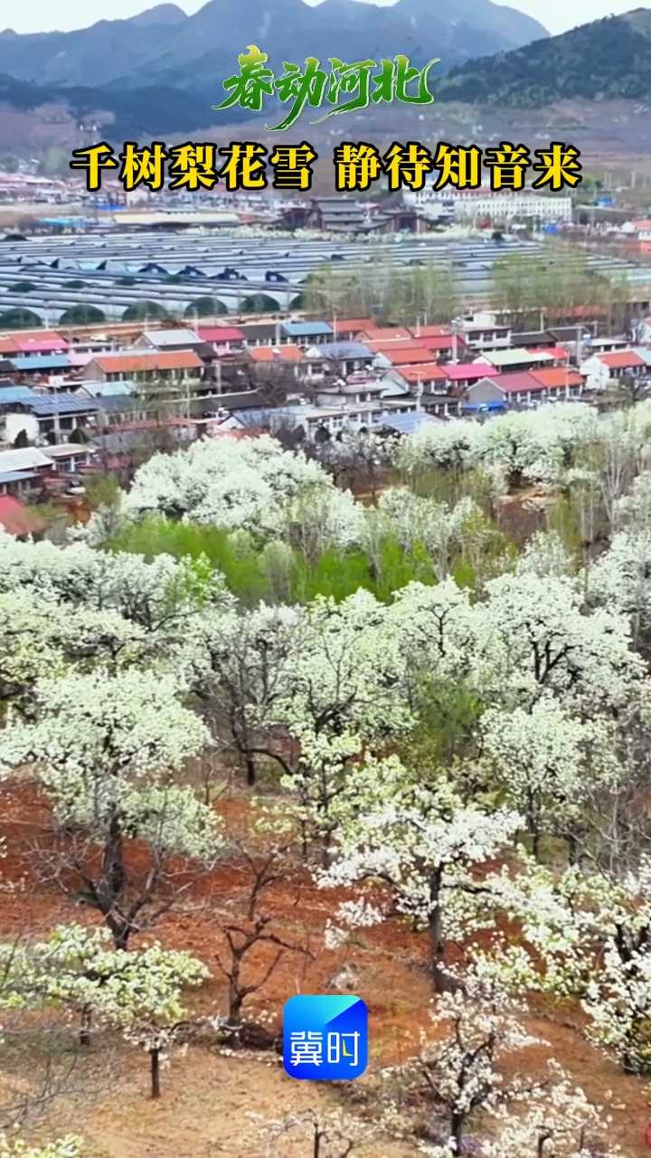 唐山迁西：千树梨花雪 静待知音来