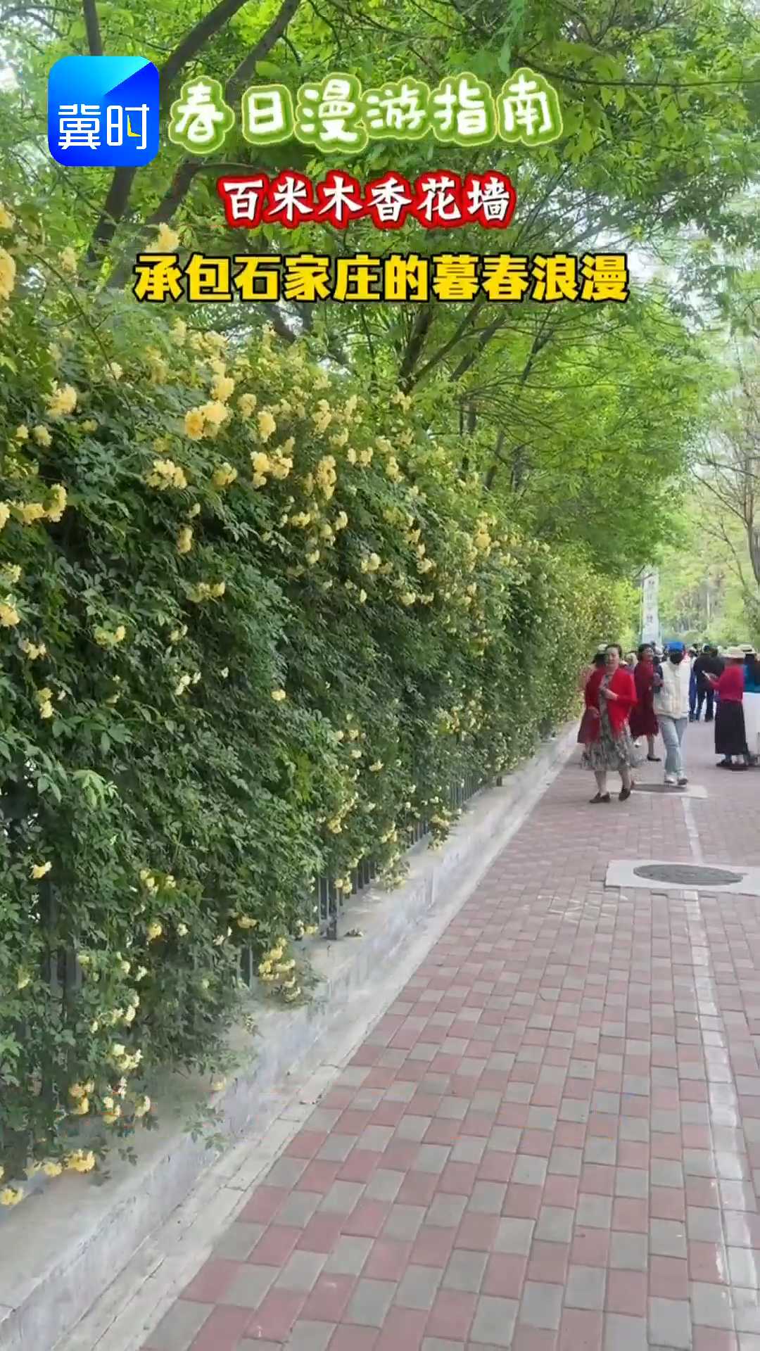 春日漫游指南｜百米木香花墙，承包石家庄的暮春浪漫~~
