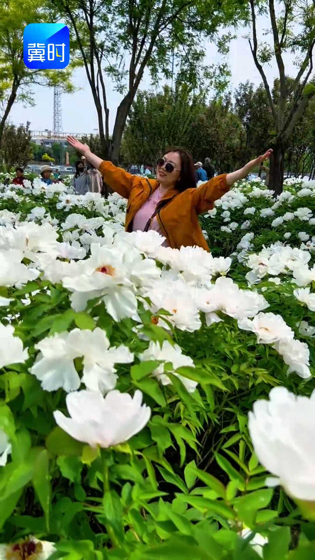 石家庄鹿泉区山前大道大片芍药花开，拍摄于4月21日~~