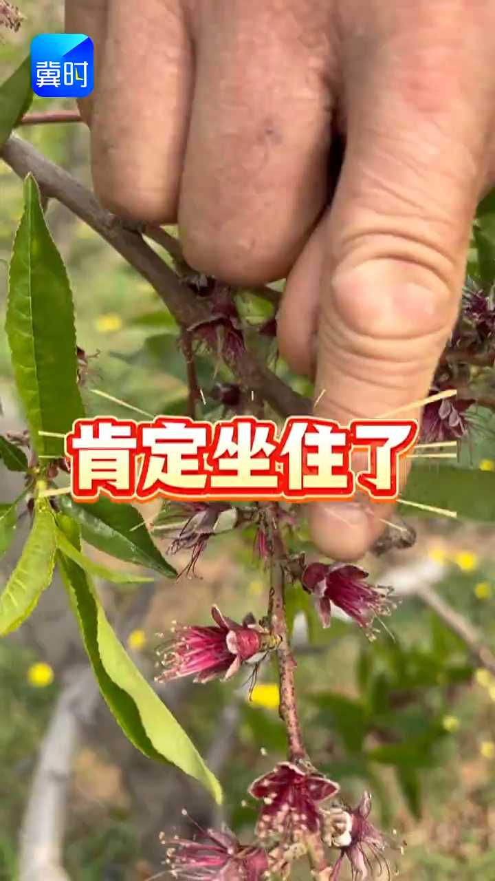 【专家在线】你家桃树坐果好不好？一招教你认清，多数果农不知道