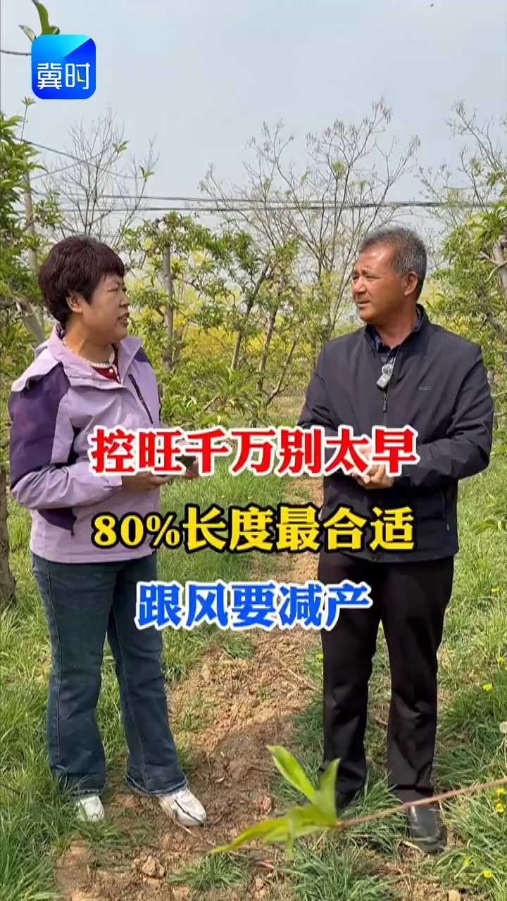 【专家在线】桃树控旺千万别太早！80%长度最合适