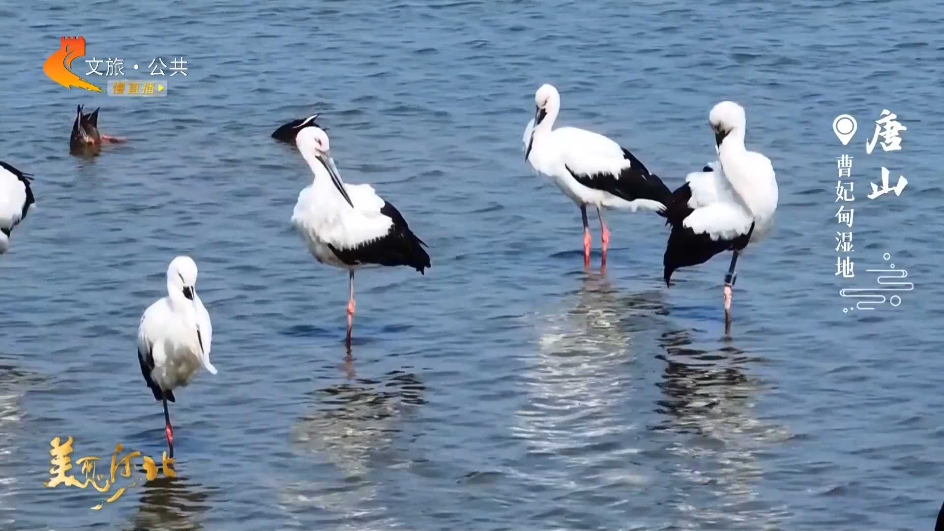 美丽河北慢直播丨在曹妃甸湿地，邂逅优雅的东方白鹳 唐山 正午 2026/04/22#这么近，那么美，周末到河北
