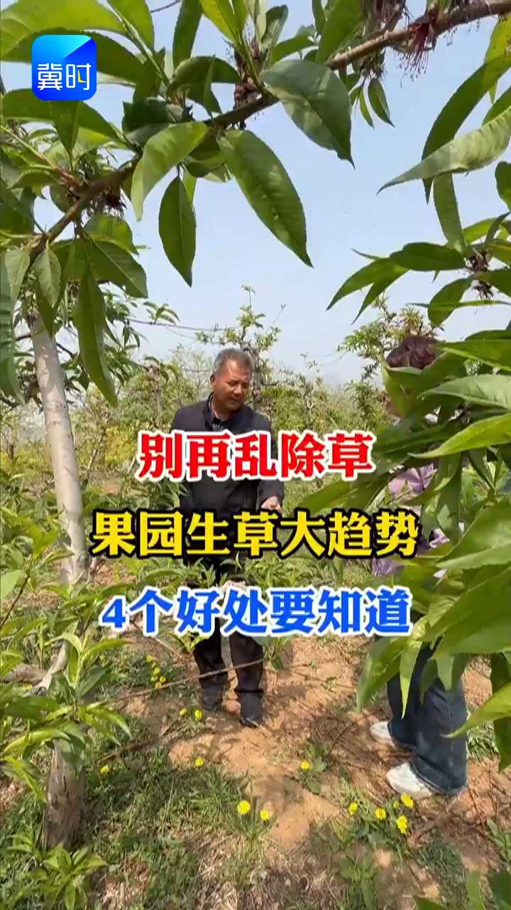 【专家在线】别再乱除草了？果园生草大趋势，4个好处要知道
