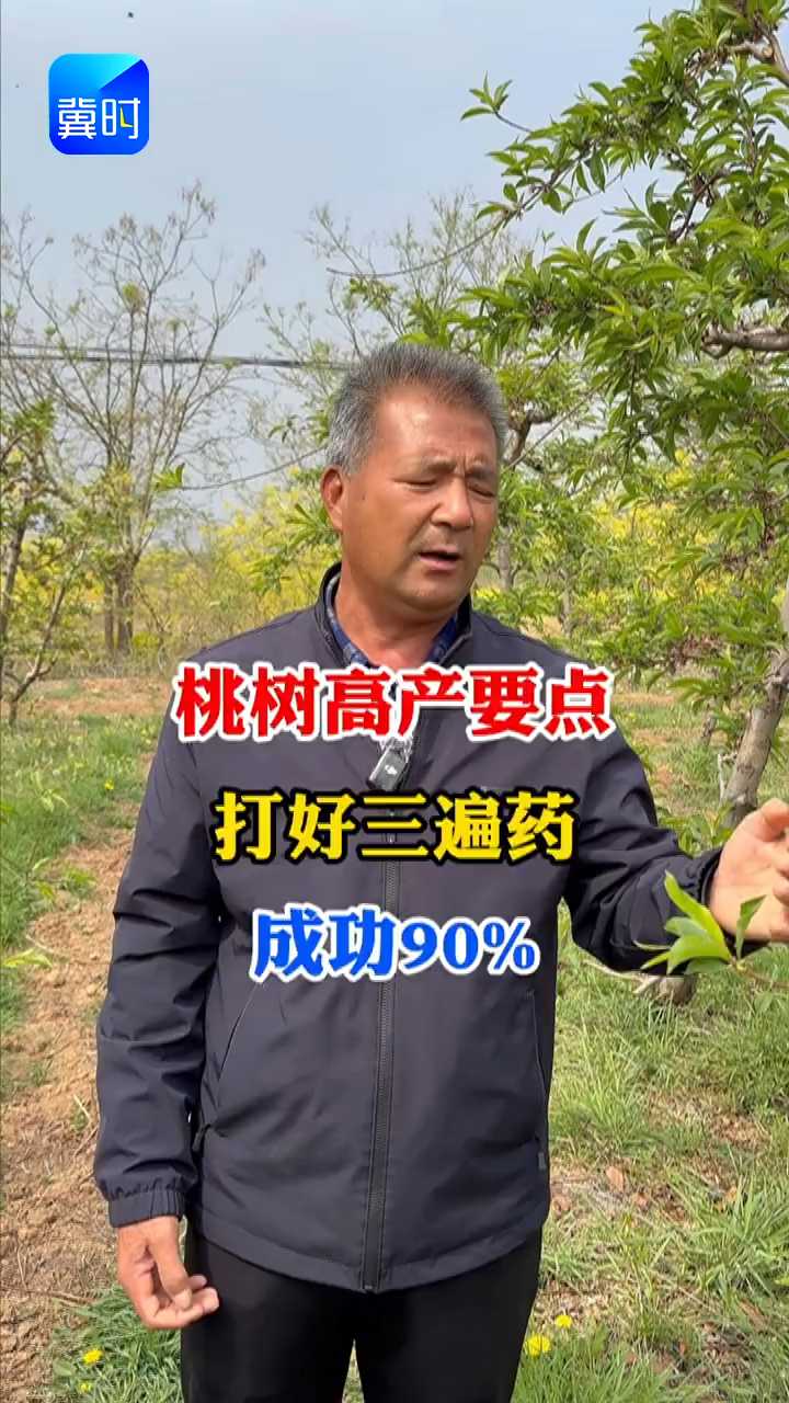 【专家在线】桃树高产要点！打好三遍药，成功90%