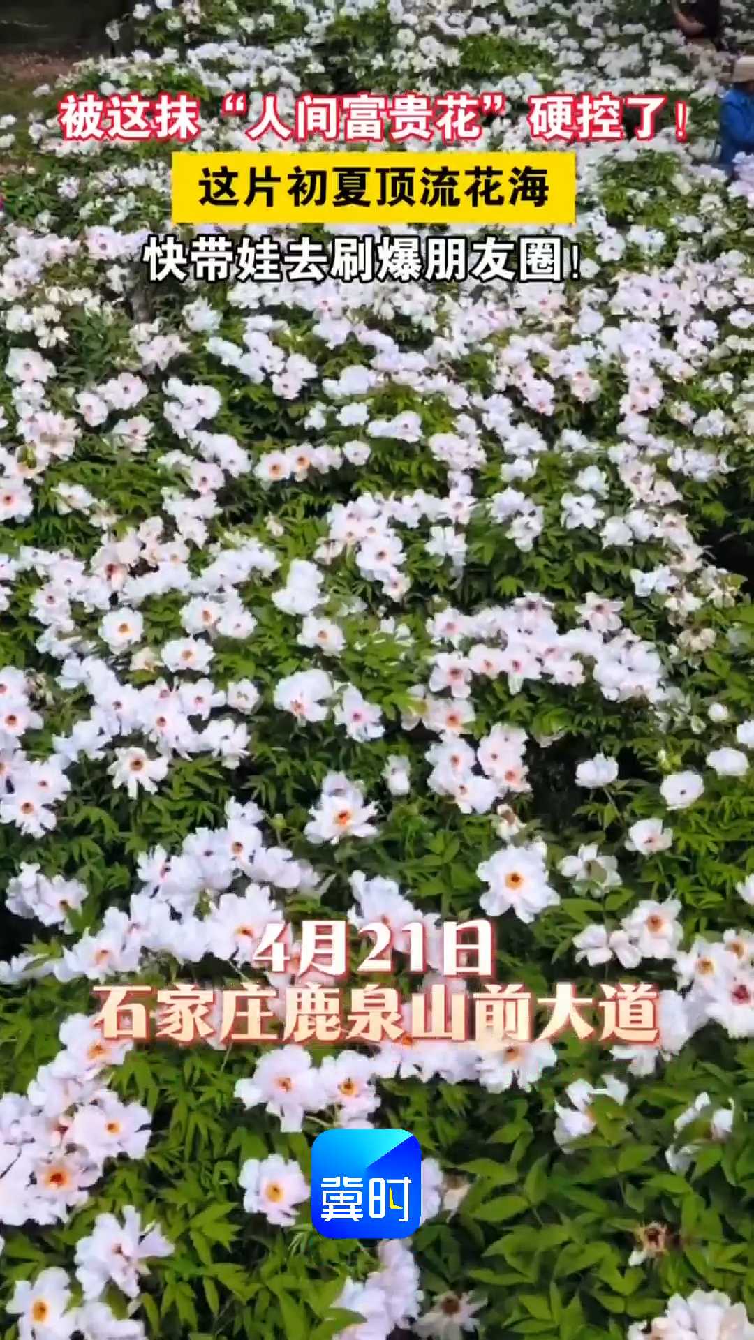 被这抹“人间富贵花”硬控了！这片初夏顶流花海，快带娃去刷爆朋友圈！