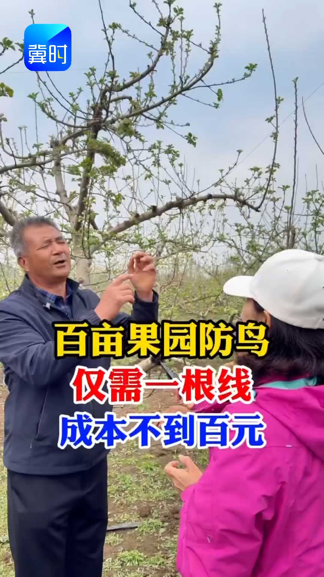 【专家在线】百亩果园防鸟，仅需一根线？成本不到百元