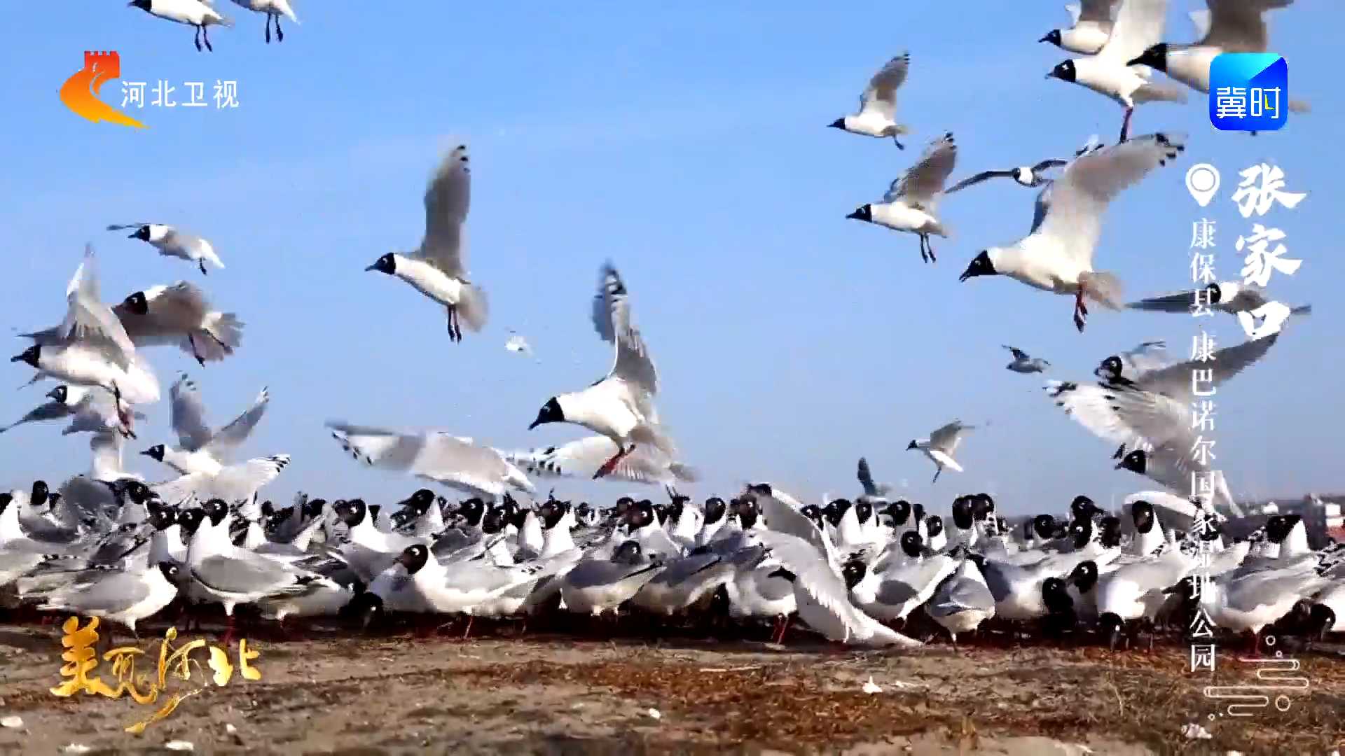 这么近，那么美，周末到河北丨水岸灵秀 群羽翩飞