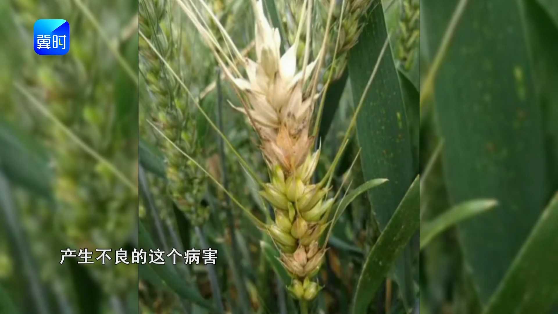 【专家在线】小麦赤霉病只能治不能防？见花打药，早了晚了都白搭