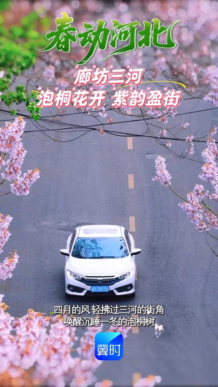 廊坊三河：泡桐花开 紫韵盈街