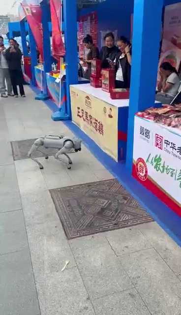 硬核VS软萌！4月25日，河北石家庄。2026河北媒企对接会搞笑一幕，机器狗遇泰迪狗，硬核碰软萌，奇妙跨界同框，萌趣氛围拉满。#河北广电喊你来打卡#