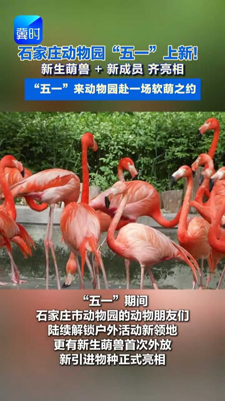 “五一”出游目的地锁定！石家庄动物园新生萌兽 新成员齐上线 邀你打卡#石家庄动物园#“五一”出游#动物