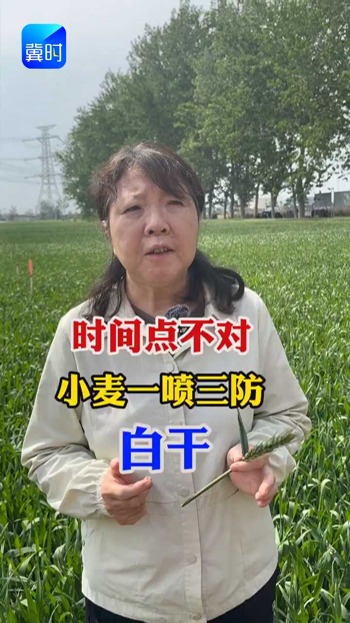 【专家在线】小麦 “一喷三防” 白干了？多半是时间点踩错了！