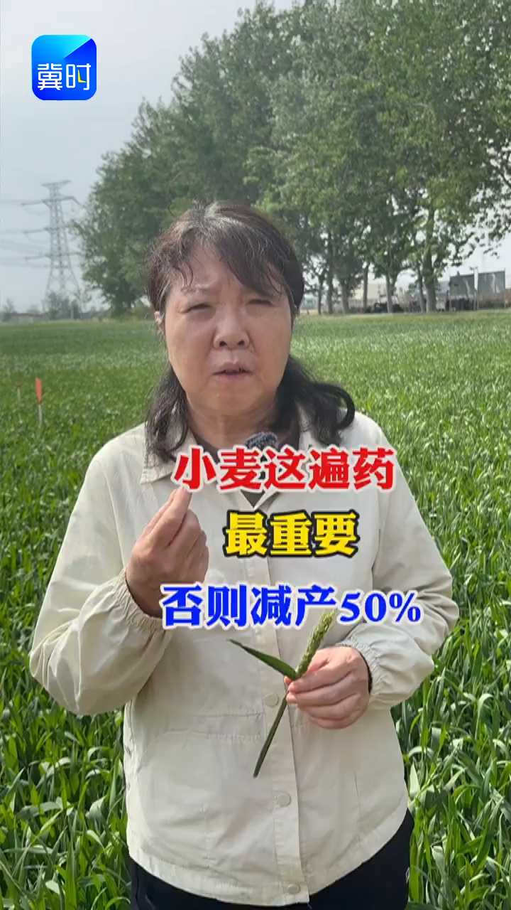 【专家在线】小麦这遍药最重要！否则减产50%