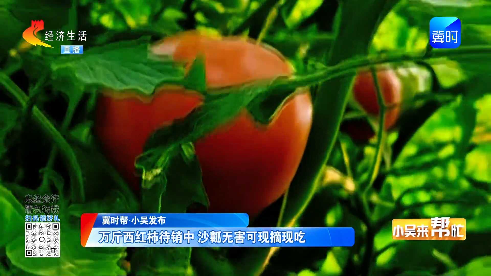 【冀时帮·小吴发布】万斤西红柿待销中 沙瓤无害可现摘现吃