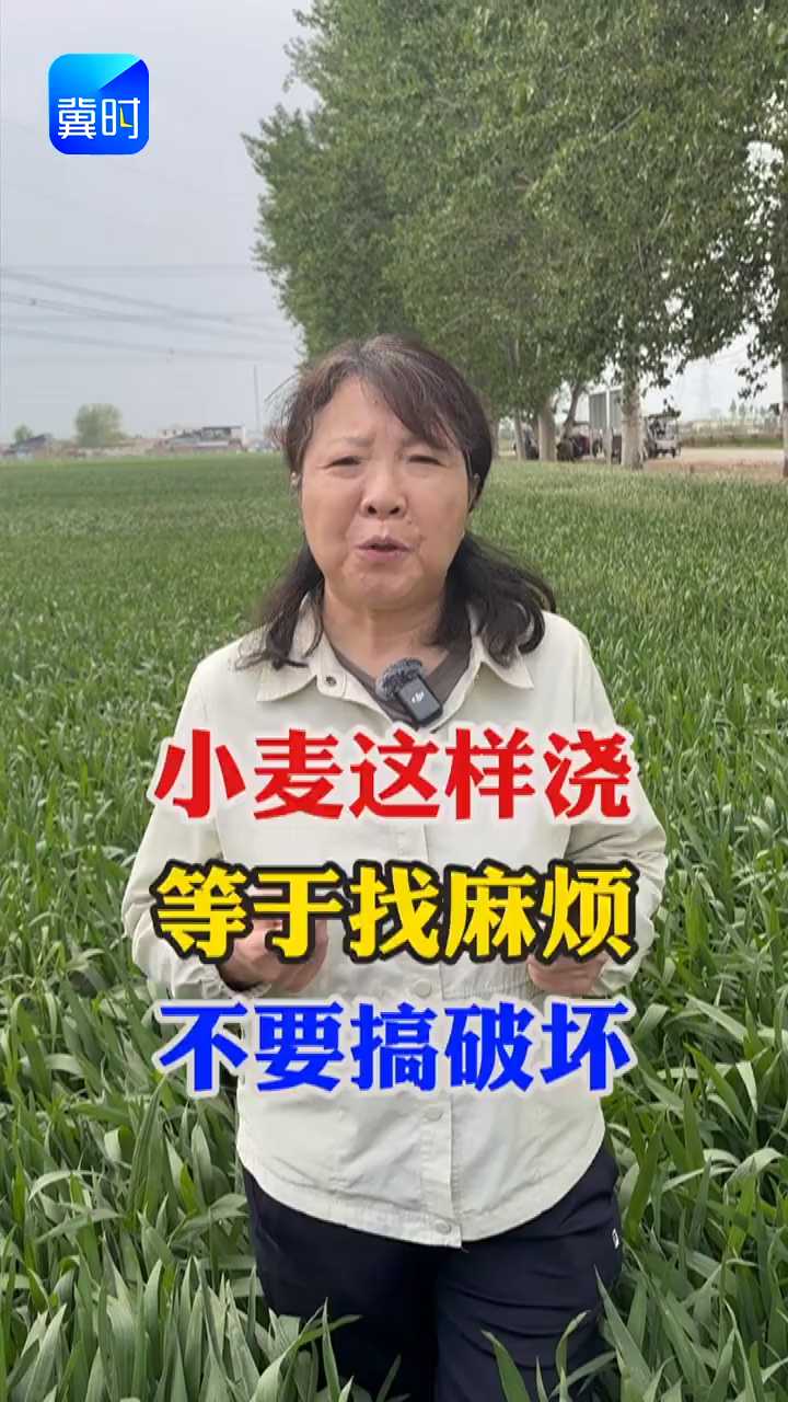 【专家在线】种地老乡注意！小麦一到扬花期，千万别乱浇水