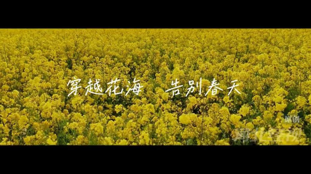 以这片花海，告别这个春天(编辑：SXK)油菜花#春天#告别