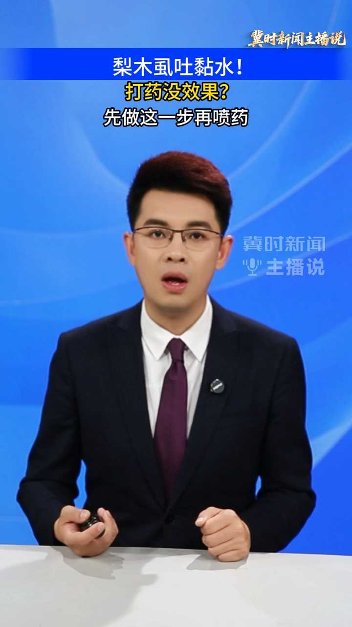 【冀时新闻主播说】梨木虱吐黏水，打药没效果？先做这一步再喷药