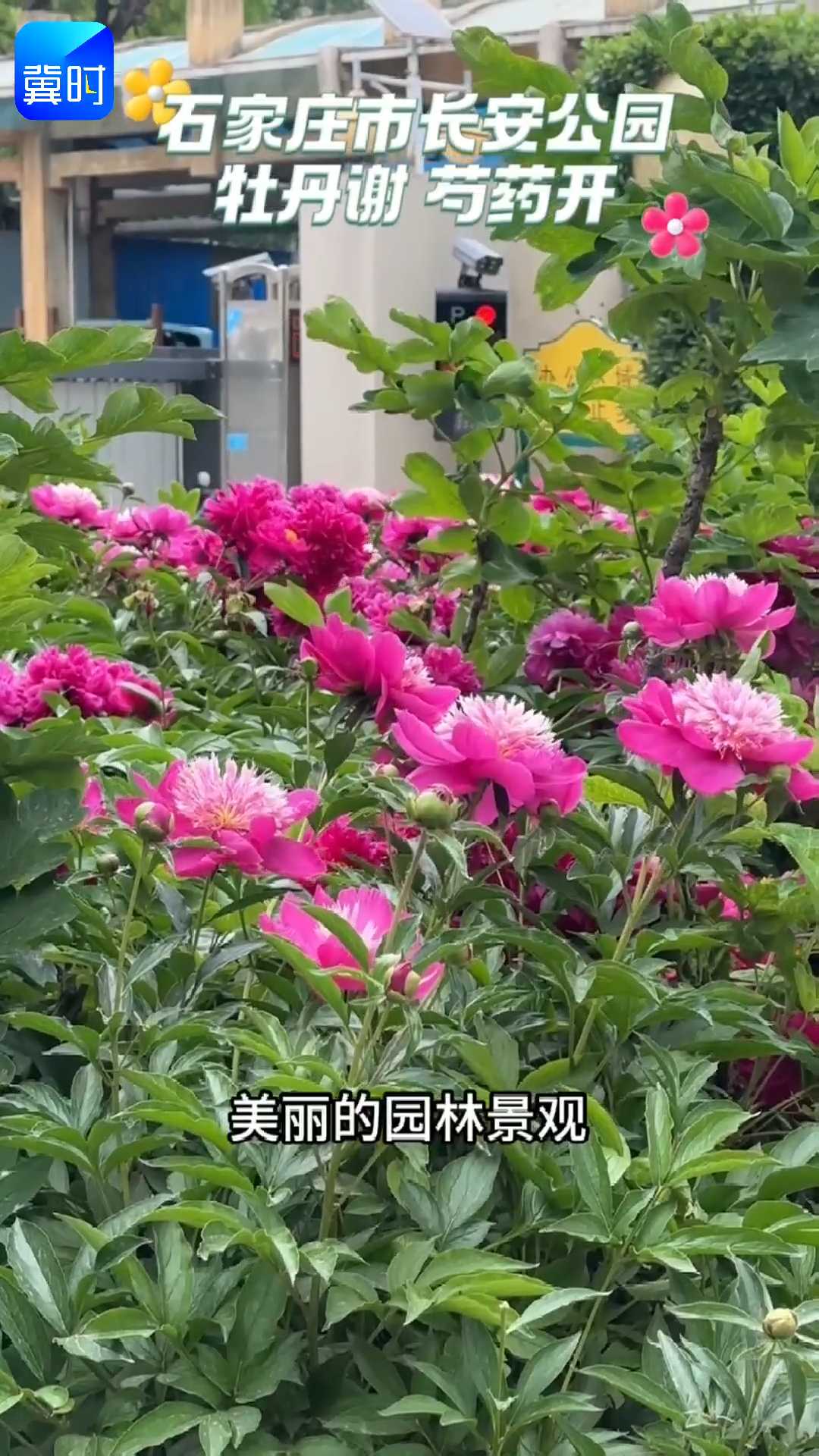 石家庄市长安公园——牡丹谢 芍药开