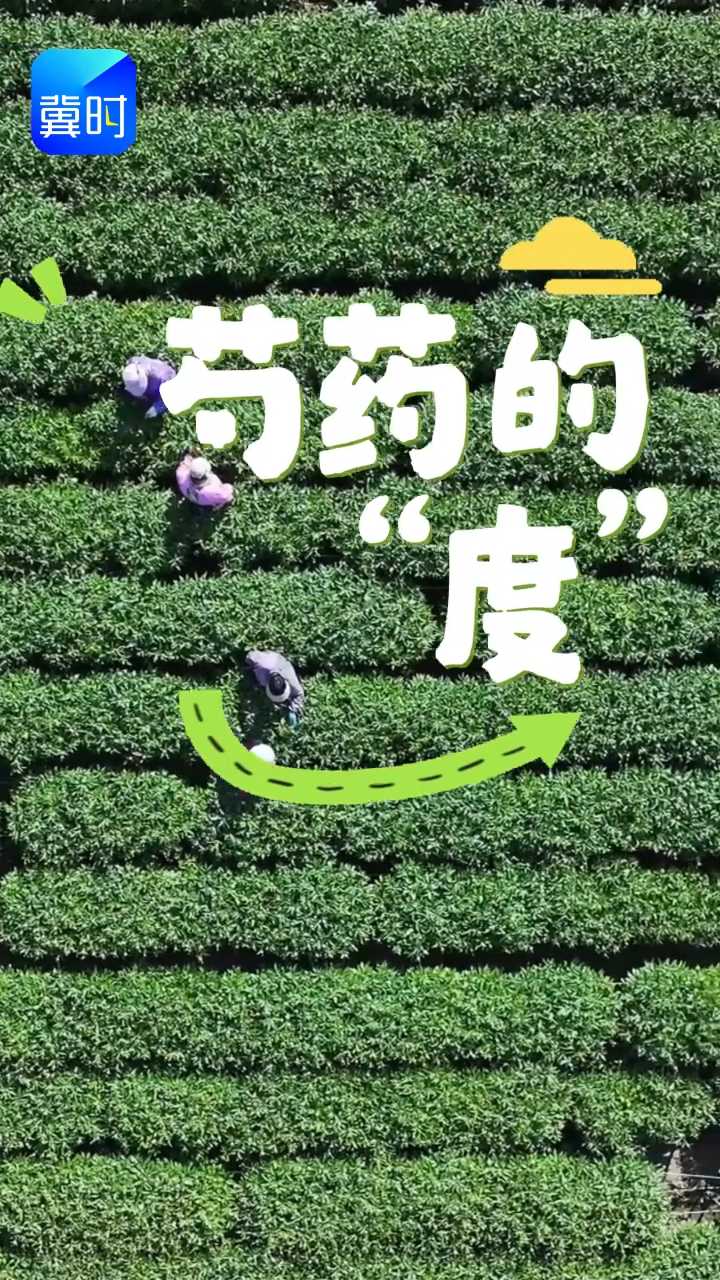 芍药抢“鲜”上市  花“度”把控品质