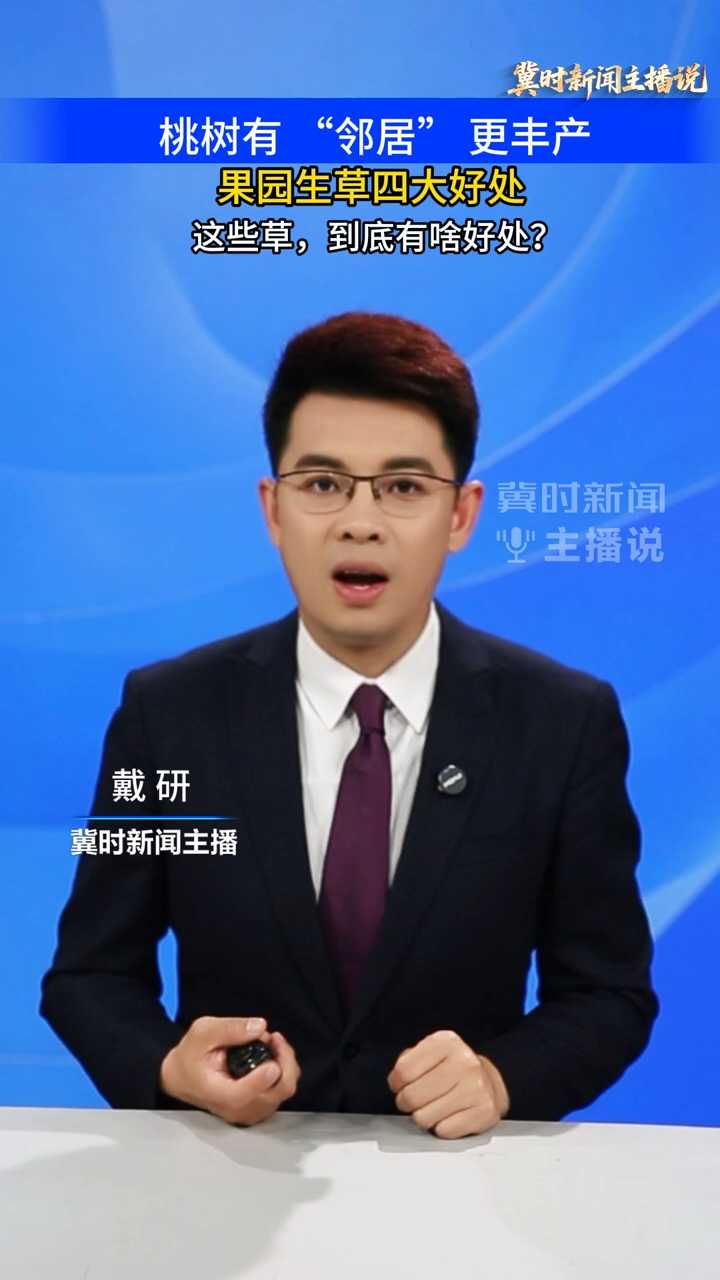 【冀时新闻主播说】桃树有 “邻居” 更丰产：果园生草四大好处