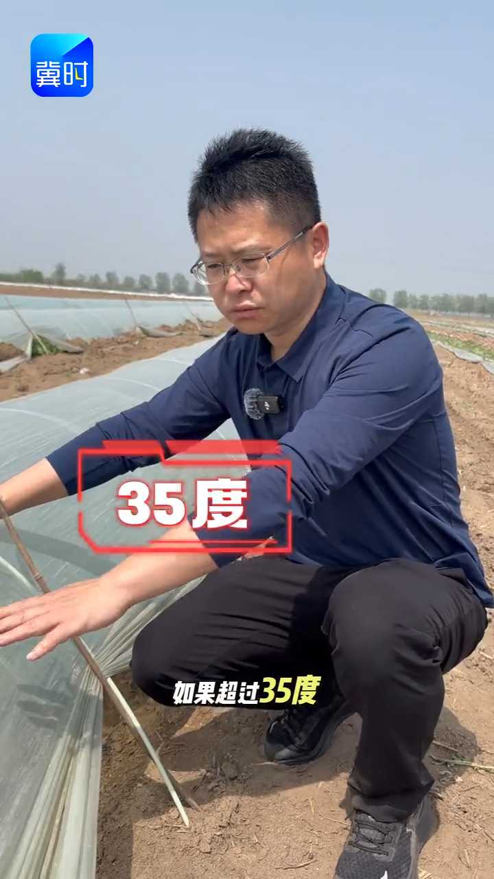 【专家在线】西瓜棚风口放不好，秧子长不好！风向很重要
