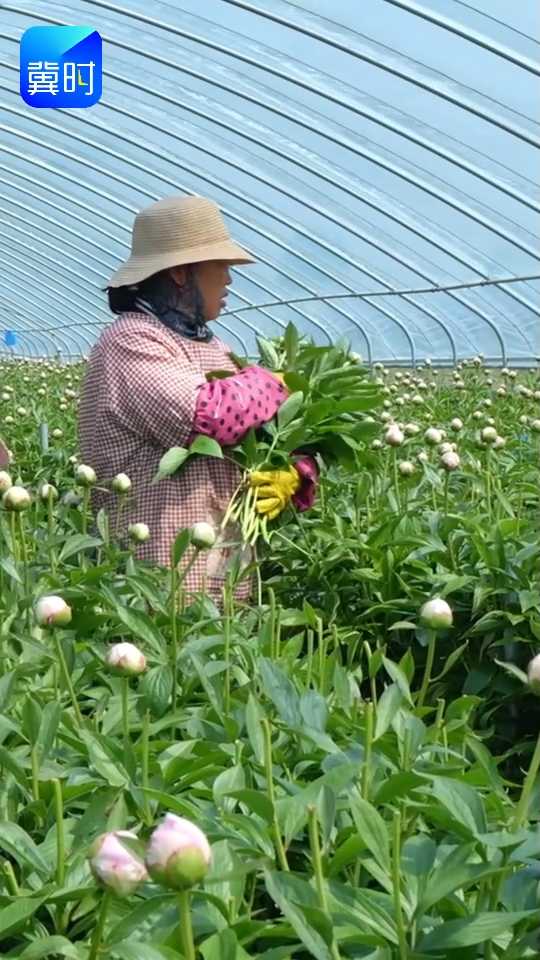“峰峰花农”有绝活 “一招鲜”闯市场