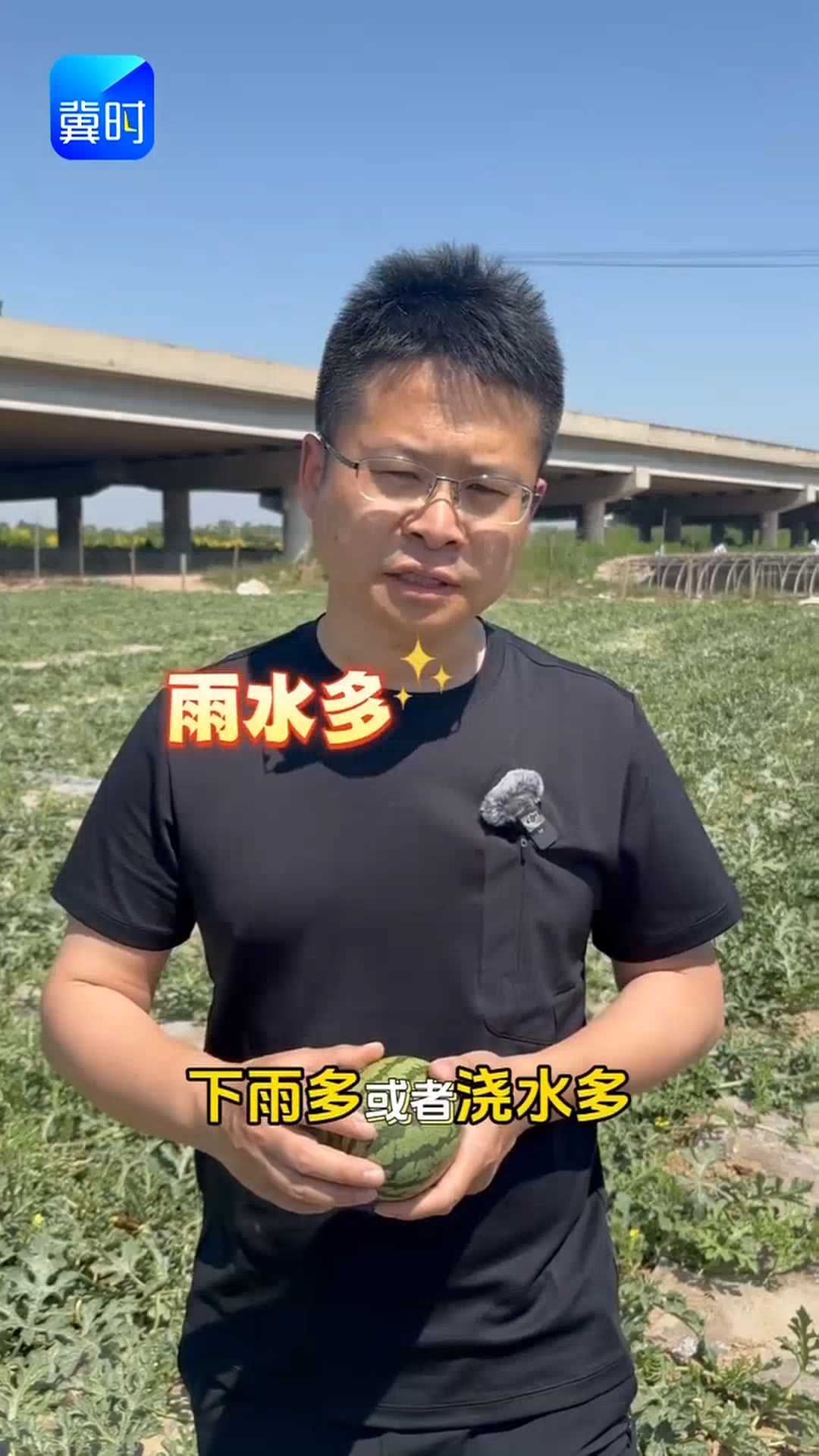 【专家在线】西瓜为啥总裂瓜？根源终于找到了，别再这么管了！