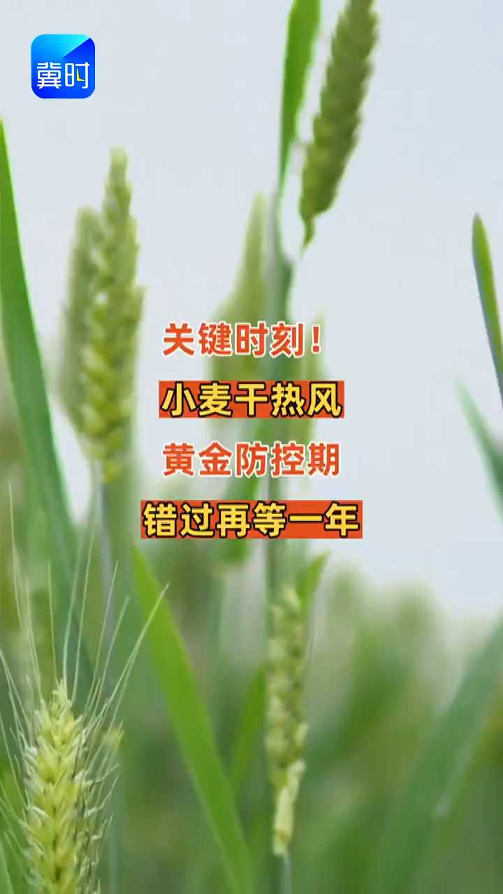 【专家在线】关键时刻！小麦干热风黄金防控期， 错过再等一年