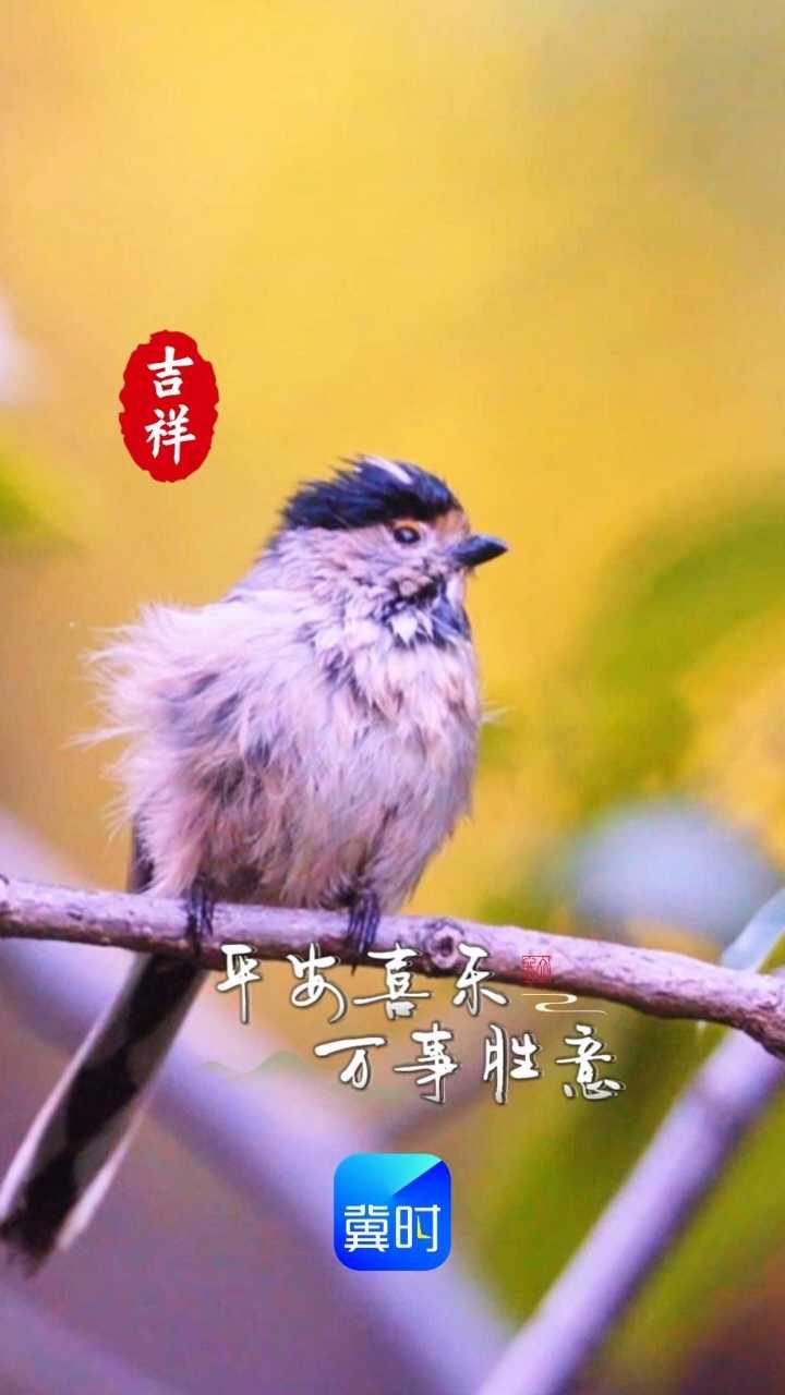 雀鸣轻响，尾羽轻摇，平安喜乐，万事胜意~#早安#美丽河北