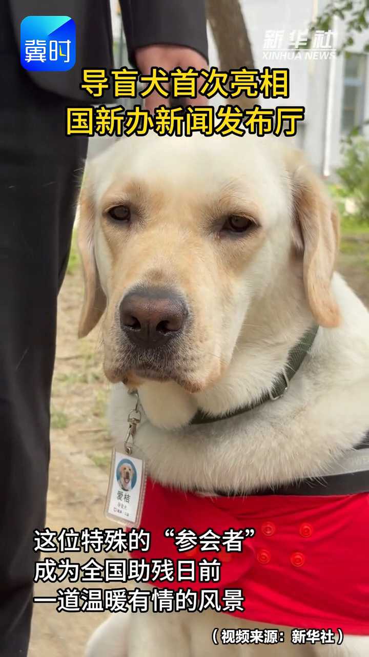 导盲犬首次亮相国新办新闻发布厅
