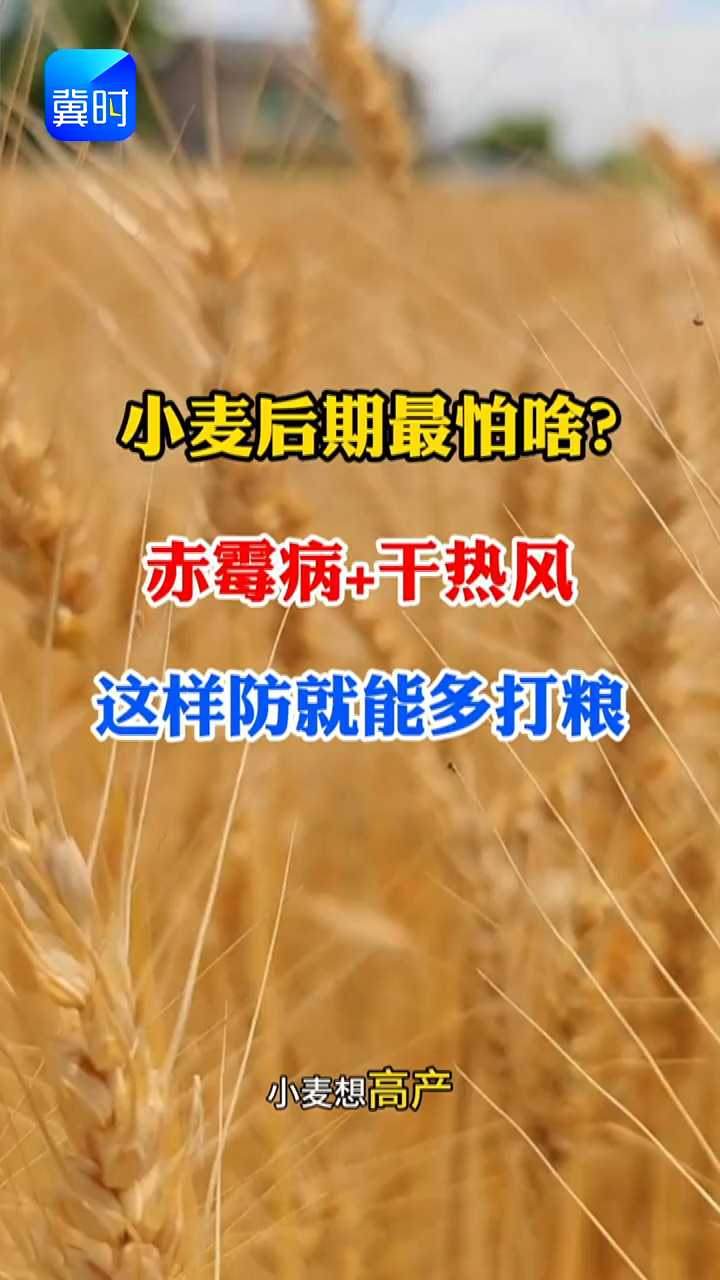 【专家在线】小麦后期最怕啥？赤霉病＋干热风，这样防就能多打粮！