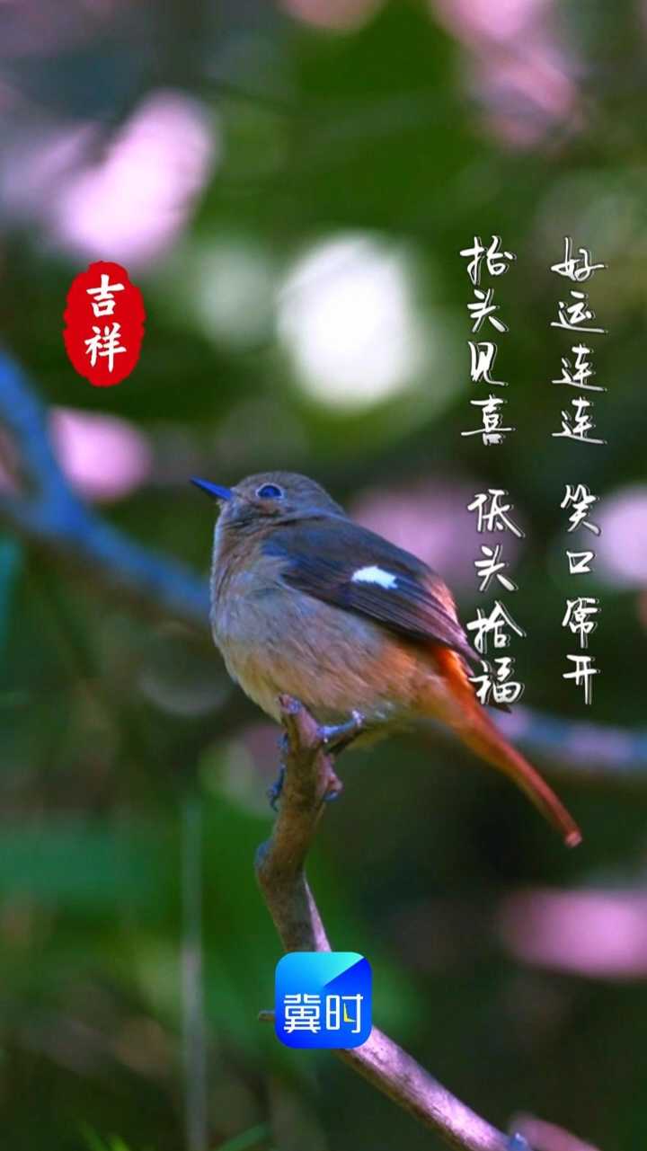 抬头见喜，低头拾福；好运连连，笑口常开~#早安#美丽河北