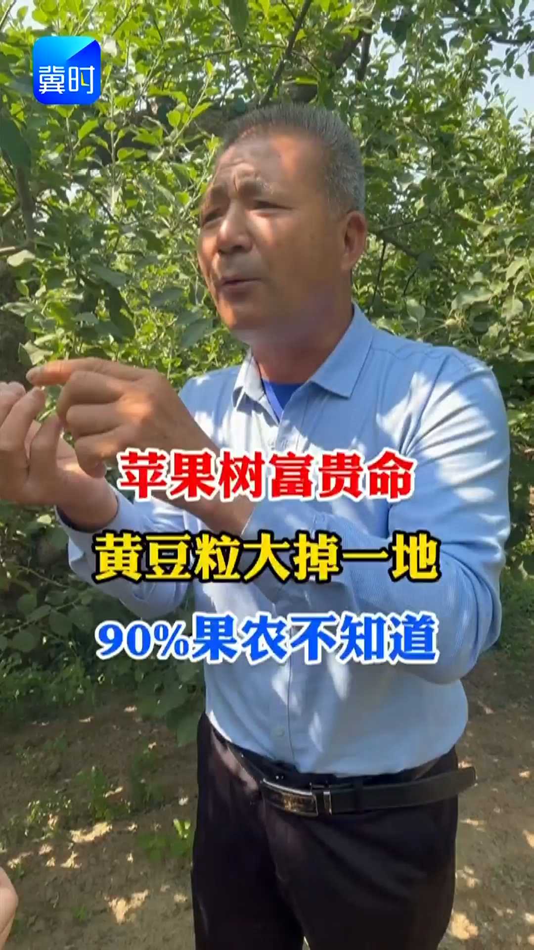【专家在线】苹果树富贵命！黄豆粒大掉一地，90%果农不知道是为啥
