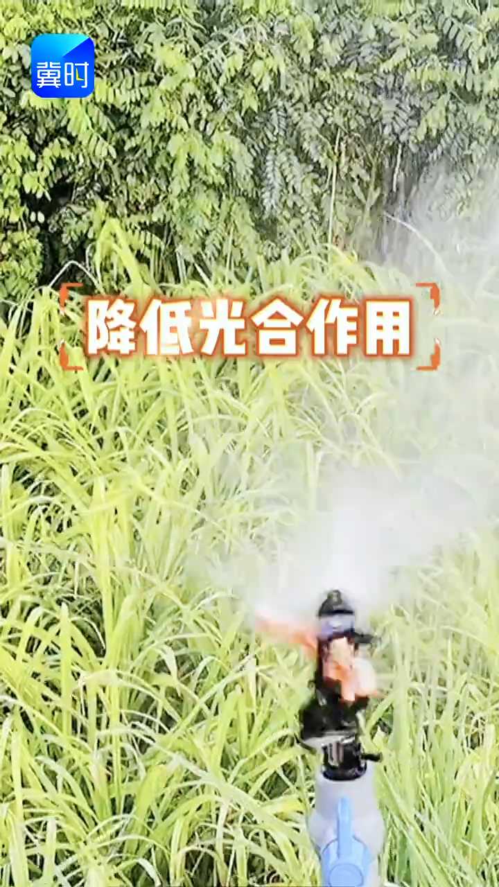 【专家在线】中药材减产根源？90%农户做错了