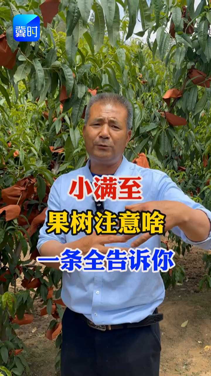 【专家在线】小满至！果树管理注意啥？看完不踩坑